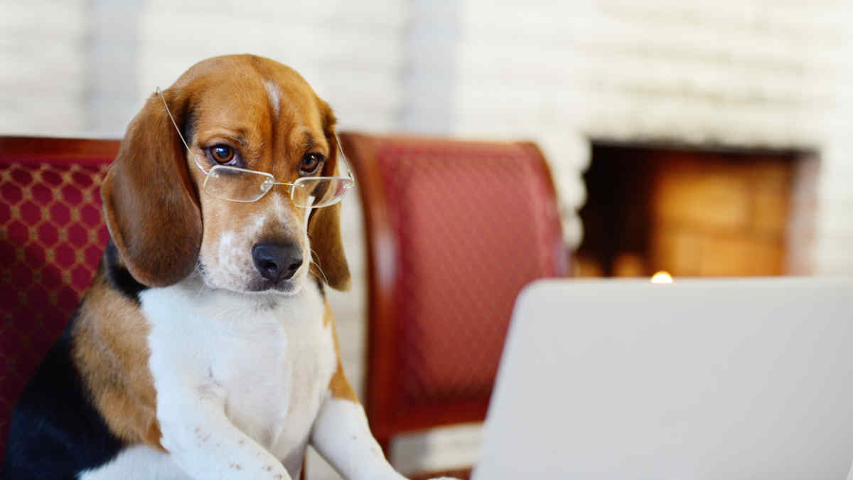 Take Your Dog to Work Day A TailWagging Extravaganza